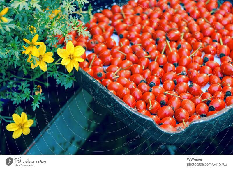 Jemand hat viele Hagebutten gesammelt und in einer Schüssel zum Trocknen ausgelegt Herbst Ernte Früchte sammeln Menge Teller Gefäß Blumen trocknen liegen