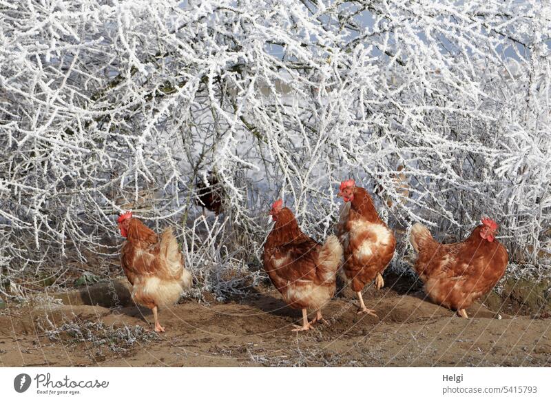 grenzwertig | kalte Füße  - vier Hühner stehen frierend vor raureif bedeckten Sträuchern Huhn Geflügel Federvieh Legehenne Hühnerhof draußen Kalt Kälte Winter