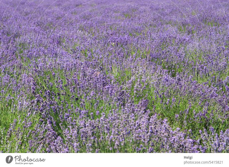 Lavendelduft liegt in der Luft Lavendelfeld Lavendelblüte Blume Blüte Pflanze Sommer blühend wachsen Duft lila violett sommerlich blühender Lavendel
