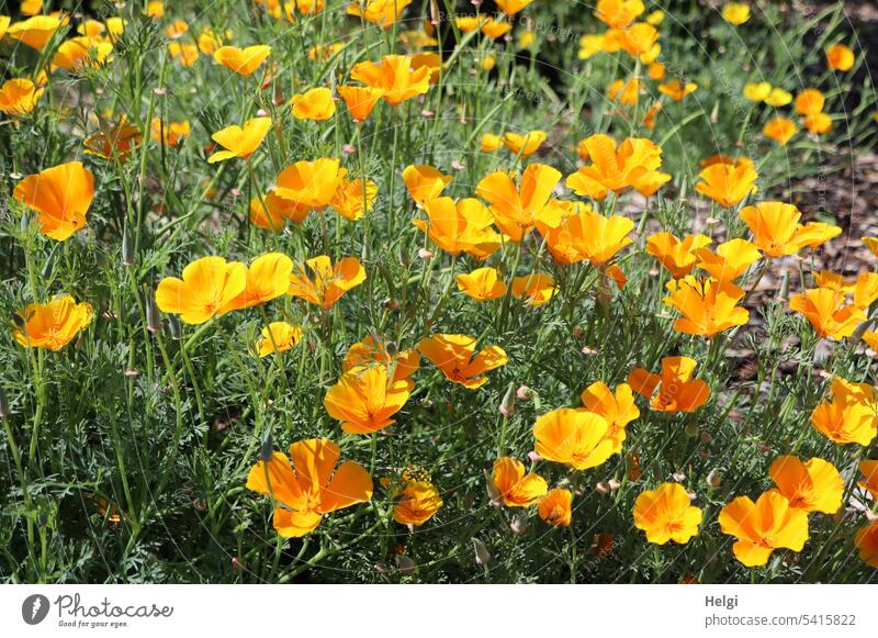immer wieder | ein bißchen Sommer ... Kalifornischer Goldmohn Eschscholzia california Schlafmützchen Kappenmohn Giftpflanze Heilpflanze Mohngewächs giftig