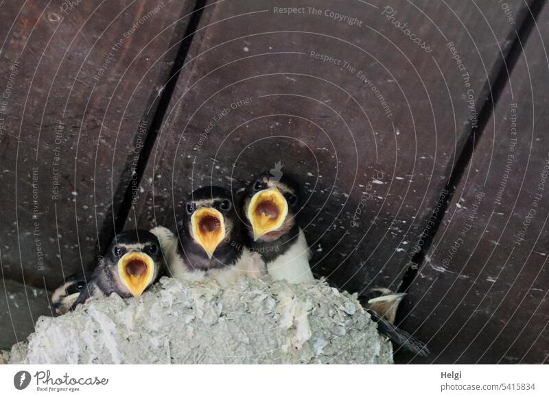 HUNGER! - fünf junge Schwalben sitzen im Nest, drei reißen den Schnabel weit auf Vogel Jungvogel Hunger aufgerissen Schwalbennest Froschperspektive Wildtier