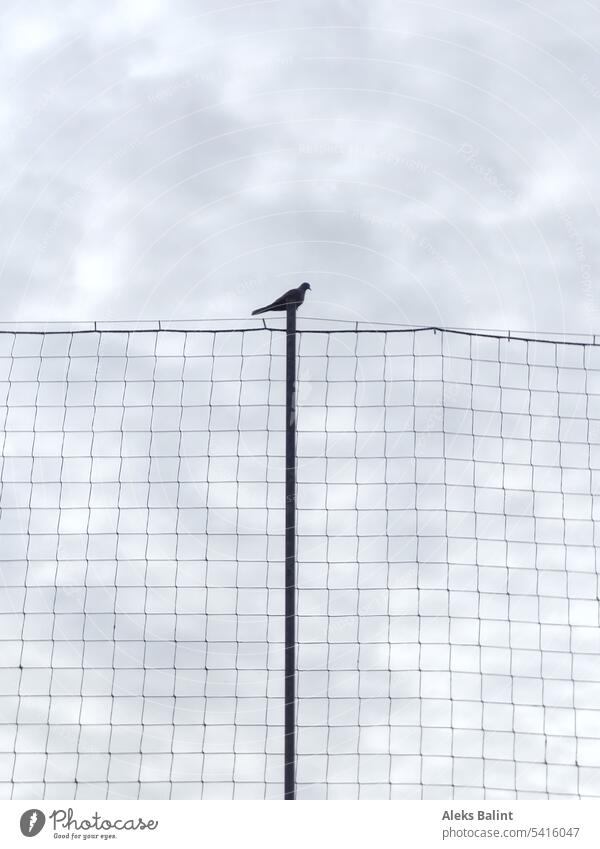 Eine Taube sitzt auf einem hohen Zaun Maschendrahtzaun Vogel Tier Außenaufnahme Menschenleer Freiheit Himmel Tag Wildtier