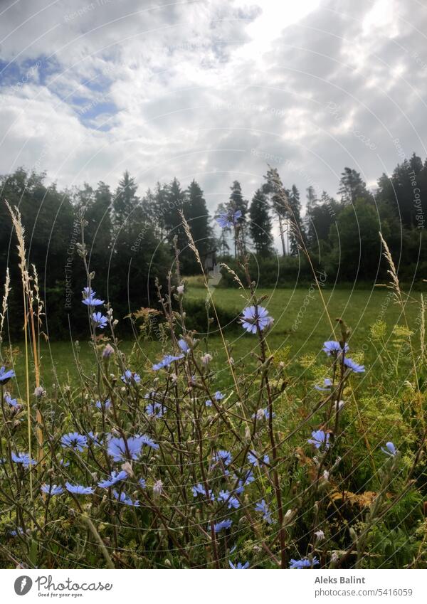Blaue Wiesenblumen am Waldrand und bewölktem Himmel Blaue Blumen Landschaft Bewölkt bewölkter himmel Außenaufnahme Menschenleer Farbfoto Natur Sommer grün Tag