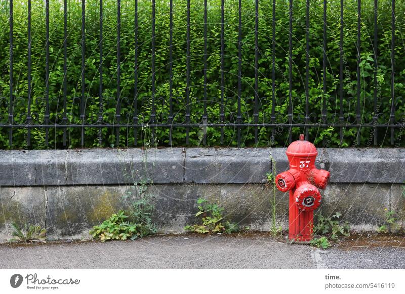 immer wieder | ein Hydranten-Männchen für willma .) rot Bürgersteig Zaun Vorgarten Pflanzen Steinmauer Metallzaun urban Wachstum hochgewachsen Sicherheit Schutz
