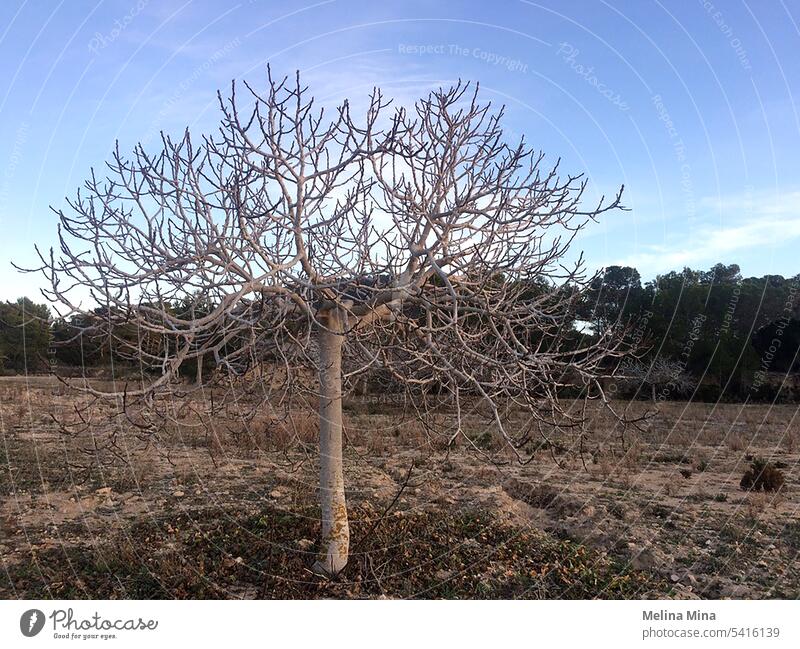 Baum auf der Insel Ibiza trocknen Saison Neuanfänge Landschaft goldene Stunde Natur Baum des Lebens Pflanze Flora Herbst Stimmung Blauer Himmel melancholisch