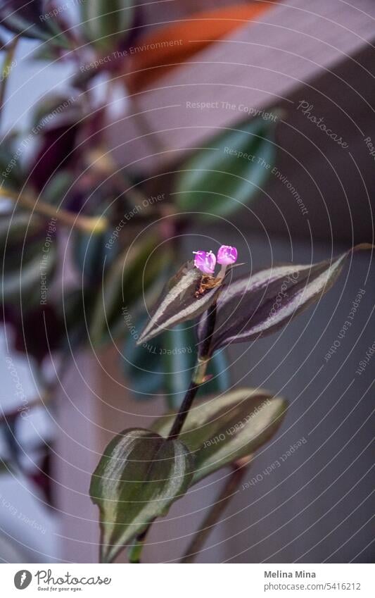 Die kleinste kleine rosa Blüte an einer Zimmerpflanze. Blume Überstrahlung Hängepflanze im Innenbereich Garten Pflanzen Bepflanzung wachsend Veilchenhügel