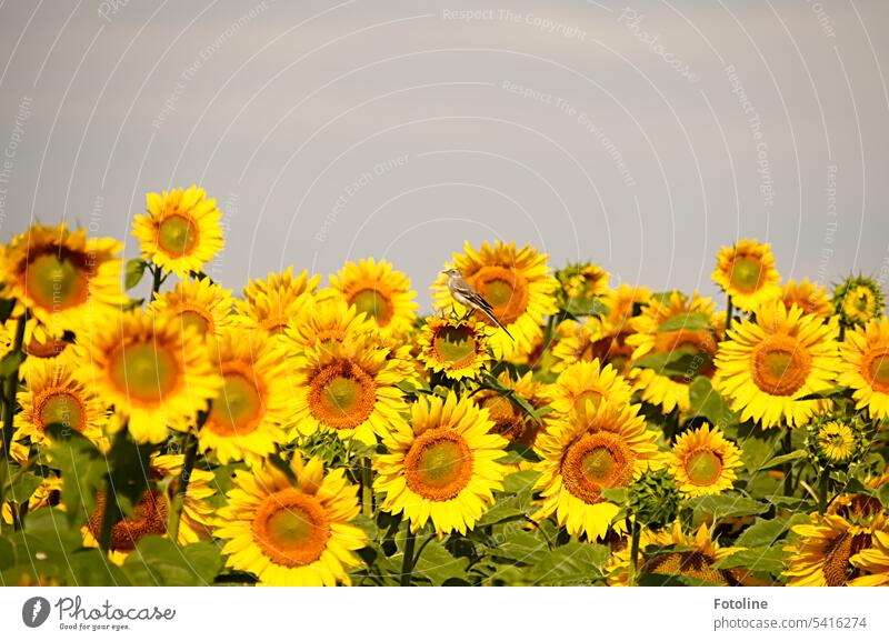 Ein Feld voller Sonnenblumen. Sie leuchten so schön gelb. Und seht ihr das Vöglein? Das hat sich einfach mit aufs Bild geschummelt. Sommer Natur Blume Blüte