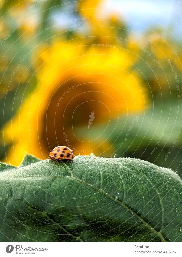 Ein kleiner Marienkäfer macht auf dem Blatt einer Sonnenblume ein Mittagsschläfchen. Im Hintergrund leuchten die Sonnenblumen auf dem Sonnenblumenfeld. Sommer