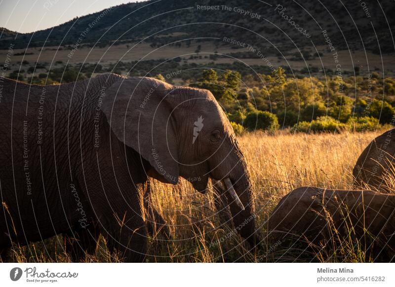 Elefant zur Goldenen Stunde in Südafrika Tierwelt Wildtierfotografie Natur Säugetier Safari Ferien & Urlaub & Reisen Afrika Große 5 national Tourismus Abenteuer
