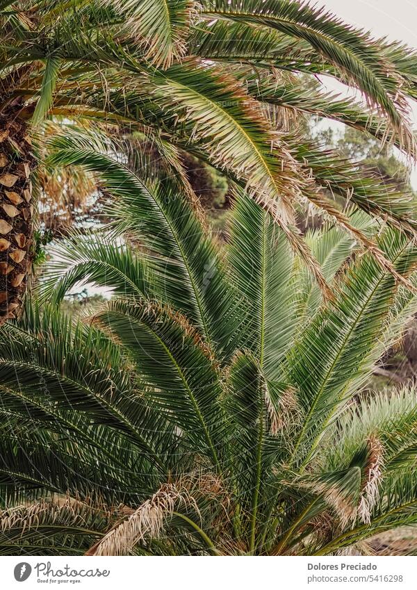 Mediterrane Palmenblätter in der Sommersaison Air Bogen Künste Hintergrund schön Schönheit Wegbiegung Botanik Ast Buchse Kokosnuss Kokosnussblatt Kokospalme
