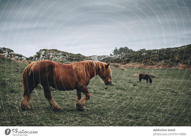 Pferd frisst Köder auf Natur Hintergrund Essen Tier Bauernhof Lebensmittel Gras Weide heimisch Viehbestand züchten hungrig Sauerklee Windstille pferdeähnlich
