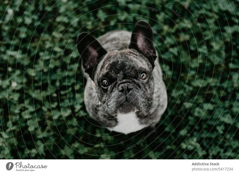 Französische Bulldogge mit grauen Flecken sitzt im Gras gealtert Hund heimisch Reinrassig Eckzahn züchten Haustier Säugetier Porträt bezaubernd Tier lustig