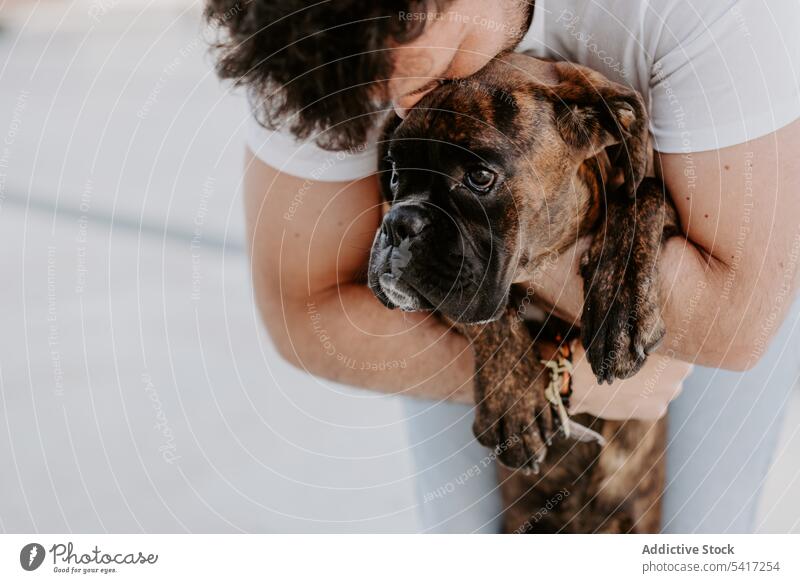 Neugieriger frecher Hund an den Händen des Besitzers Boxer bezaubernd Fröhlichkeit Tier Liebe Haustier Freunde umarmend Freizeit amüsant Glück lustig niedlich