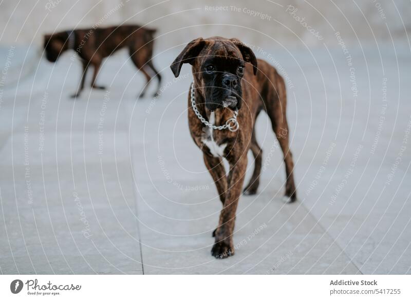 Verspielte niedliche Hunde, die pflichtbewusst auf dem Bürgersteig laufen Boxer Zusammensein Fröhlichkeit Tier Liebe Haustier Freizeit amüsant Glück lustig