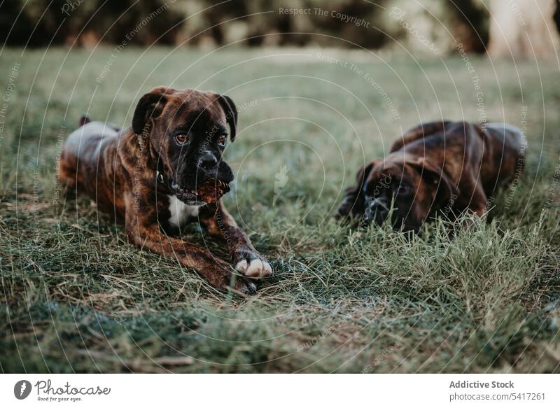 Verspielte Hunde im Gras liegend mit Kegel Boxer Spielen bezaubernd Fröhlichkeit Tier Liebe Haustier Zapfen Freizeit amüsant Glück lustig Freundschaft niedlich