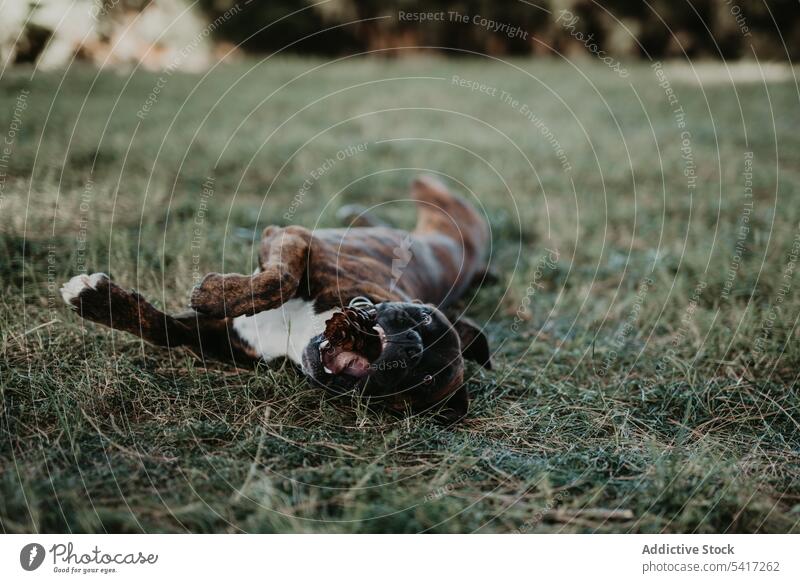 Verspielter Hund im Gras liegend mit Kegel Boxer Spielen bezaubernd Fröhlichkeit Tier Liebe Haustier Zapfen Freizeit amüsant Glück lustig Freundschaft niedlich