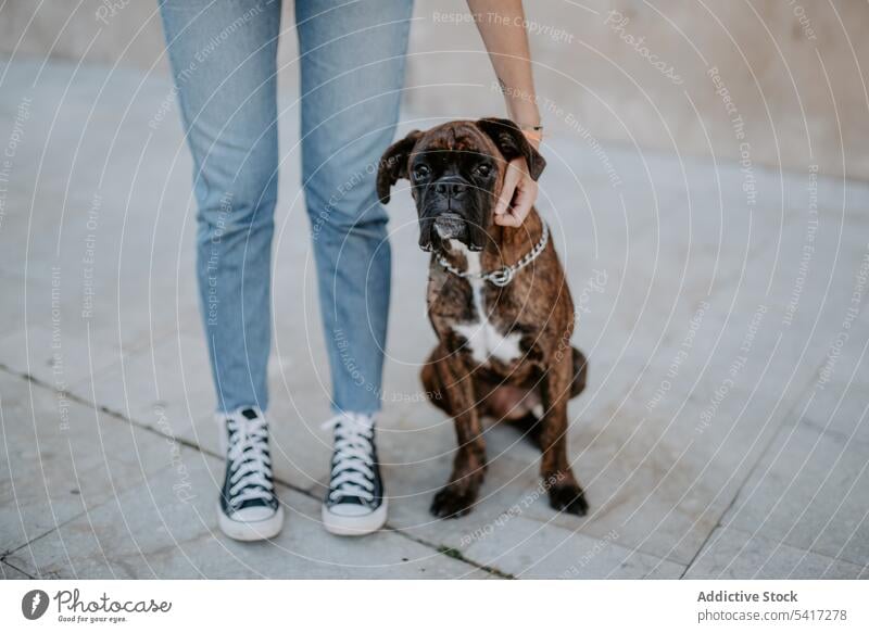 Verspielter niedlicher Hund stehend mit menschlicher Unterstützung Boxer bezaubernd Fröhlichkeit Tier Liebe Haustier Freizeit amüsant Glück lustig Freundschaft