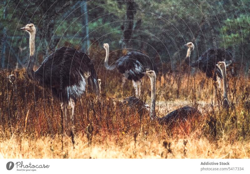 Strauße beim Grasen in der Natur Weidenutzung Nationalpark Savanne Äthiopien wild Vogel Afrika Tier Safari Reserve Tierwelt Erhaltung riesig groß Menschengruppe
