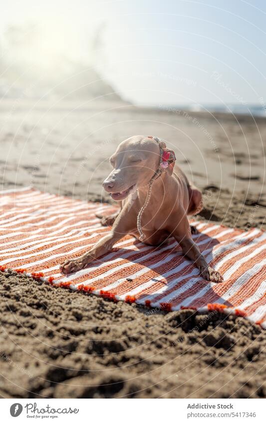 Welpe spielt auf Strandtuch am Meer Wasser Spielen Seeküste niedlich freundlich Hund spielerisch sonnig Kragen Meeresufer Haustier Tier rennen lustig neugierig