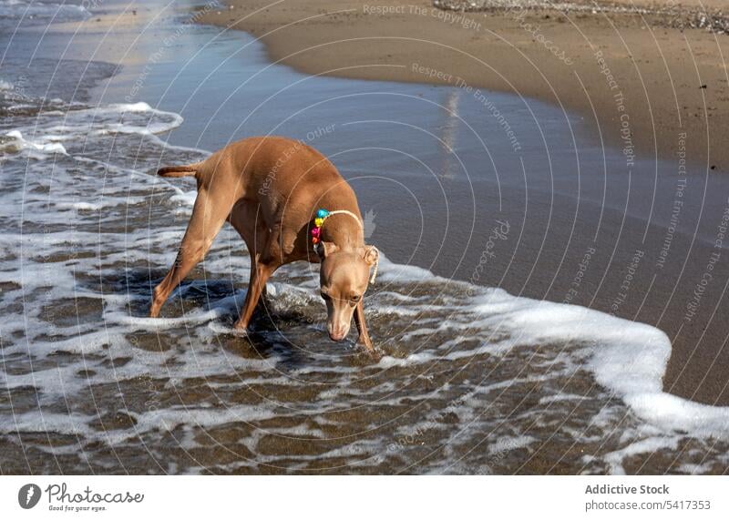Welpe spielt im Wasser am Meer Spielen Seeküste Strand niedlich freundlich Hund spielerisch sonnig Kragen Meeresufer Haustier Tier rennen lustig neugierig aktiv