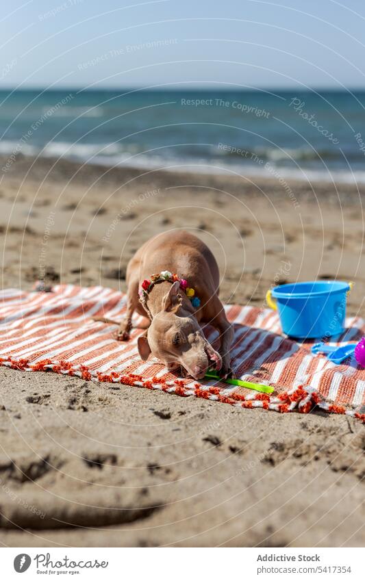 Niedliches Hündchen spielt am Strand in sonnigen Tag Welpe Spielen niedlich Hund spielerisch Spielzeug Vorleger sandig Sonnenlicht Haustier Tier lustig