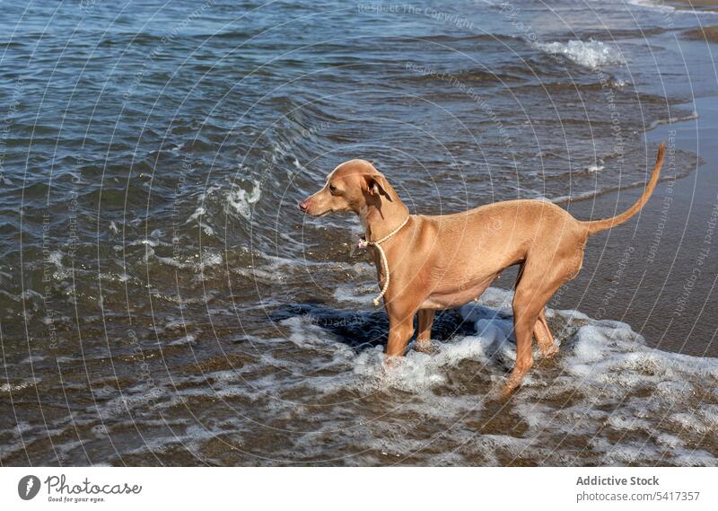 Welpe spielt im Wasser am Meer Spielen Seeküste Strand niedlich freundlich Hund spielerisch sonnig Kragen Meeresufer Haustier Tier rennen lustig neugierig aktiv