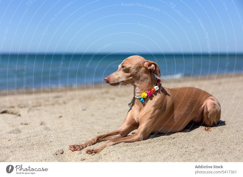 Kleiner italienischer Windhund am Strand Hund Italienisches Piccolo MEER Sommer sonnig Feiertage Urlaub sonniger Tag spielen Spielen Eckzahn Sand Tier blau