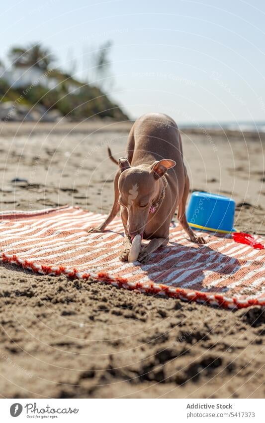 Niedliches Hündchen spielt am Strand in sonnigen Tag Welpe Spielen niedlich Hund spielerisch Spielzeug Vorleger sandig Sonnenlicht Haustier Tier lustig