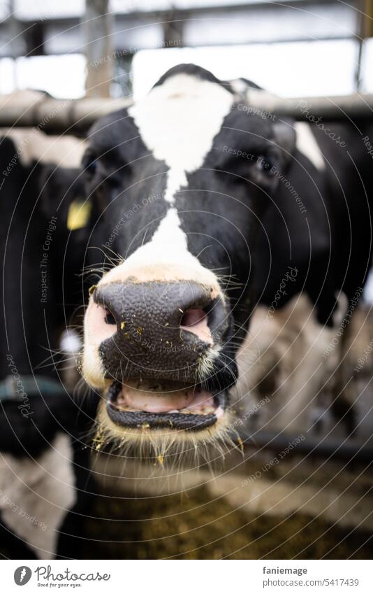 Muhende Kuh mit Bart im Stall Milch Tier Barthaare Schwarz Weiß Bauernhof Bio Maul Lustig Niederlande Holland Milchproduktion milchprodukt