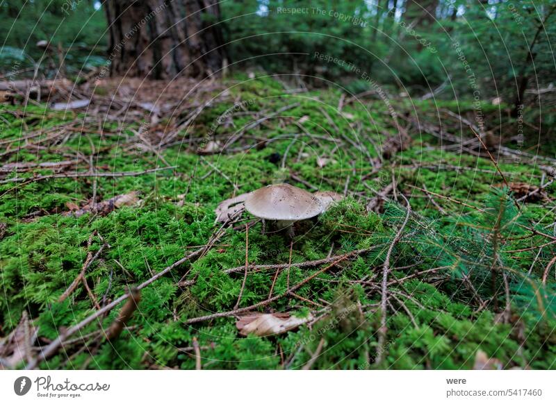 bunte Pilze auf dem moosbewachsenen Waldboden moosbedeckt jung farbenfroh Textfreiraum Eukaryotisch Laubwerk Moos Natur Organismus wild