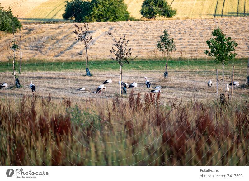 Viele Störche ( Ciconiidae ) versammeln sich auf einer Wiese Weißstorch Sammeln Landschaft Gnathostomata Natur Vogelbeobachtung Vögel Wirbeltiere Tier