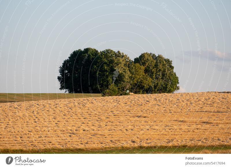 Abgeerntetes Getreidefeld mit ein paar Bäumen Horizont Textfreiraum Landschaft Tag Wiese Hintergrund Wolken Sommer Kornfeld außerhalb Wetter Baum Hintergründe