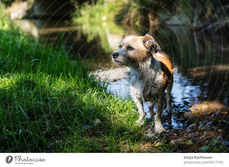 Ein kleiner Terrier Hund steht in einem Bach. Abkühlung. Haustier Tier stehen Tierporträt Sommer Wasser Gras grün Natur Sonnenlicht Schatten Außenaufnahme