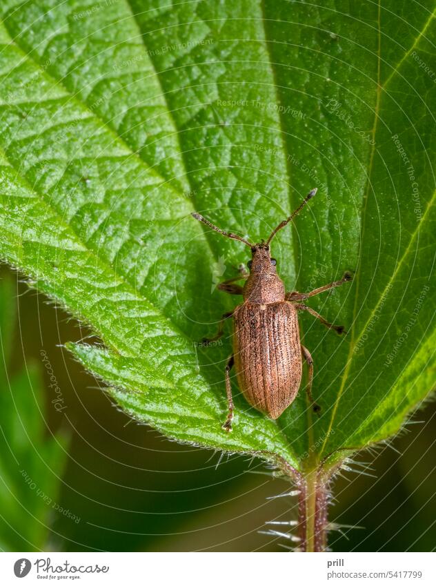Gemeiner Rüsselkäfer Phyllobius pyri Käfer Curculionoidea Breitnasenrüsselkäfer Insekt Tier Detailaufnahme Nahaufnahme Frühlingszeit im Freien Natur natürlich