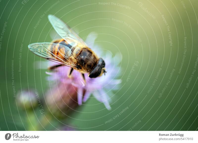 Biene auf lila Blüte trinkt Nektar Insekt Tier Blume Natur Honigbiene fleißig Duft Nutztier Sommer Menschenleer Textfreiraum rechts