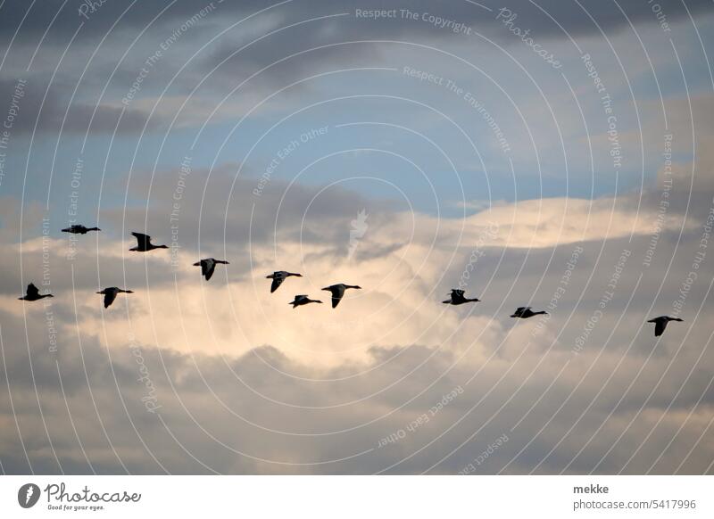 Gemeinsam über den Wolken Gänse Vögel Wildgänse Himmel Vogelschwarm Schwarm Freiheit Vogelflug Wolkenturm Bewölkung Zugvogel Vogelzug fliegen frei