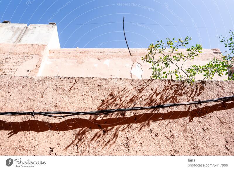 Grün braucht die Stadt Blätter Ast Marokko Marrakesch Menschenleer Farbfoto Textfreiraum oben Arabien Grün in der Stadt