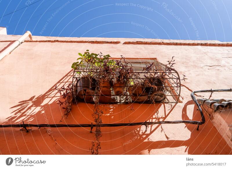 urban gardening Marokko Marrakesch Haus Fenster Menschenleer Textfreiraum oben Pflanzen Pflanzen vor dem Fenster Fassade Afrika