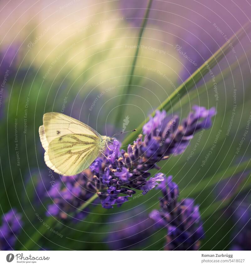Kohlweißling sitzt auf Lavendelblüte Schmetterling gelb Insekt lila Blüte Sommer Natur Garten Fauna Flora Aussenaufnahme Farbaufnahme Schwache Tiefenschärfe