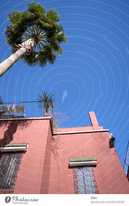 Haus in Marrakesch Marokko Palme Menschenleer Textfreiraum oben Außenaufnahme Textfreiraum links Farbfoto