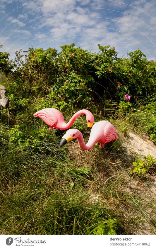 Flamingos im Grünen in Dänemark Strukturen & Formen Naturschutzgebiet Gedeckte Farben Textfreiraum links Textfreiraum rechts Textfreiraum oben