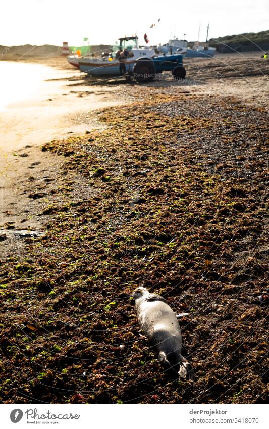 Tote Robbe am Strand von Vorupør im Sonnenaufgang Spaziergang Idylle Turm Sommertag Urlaubsfoto sommerlich Natur Urlaubsort cold hawaii Nordseeküste