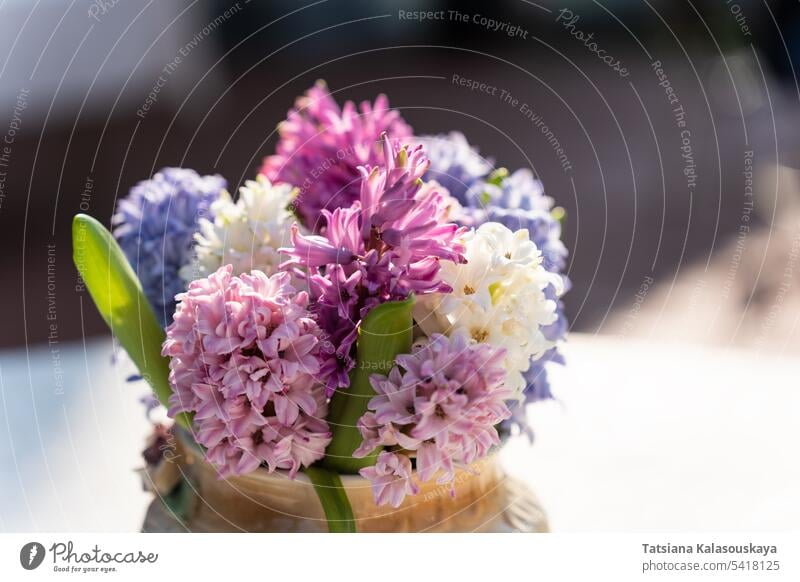 Geringe Schärfentiefe auf einem Strauß Hyazinthen in verschiedenen Farben in einer Porzellanvase auf dem Tisch, selektiver Fokus Blumenstrauß
