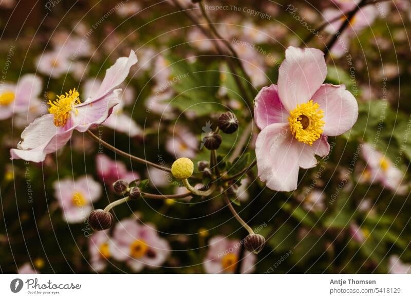 Zweig einer Anemone/Windröschen mit geöffneten und geschlossenen Blüten Anemonen Blühend Nahaufnahme Natur Blume Herbstanemone zart Schwache Tiefenschärfe rosa