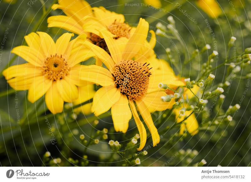 Sonnenauge mit kanadischem Berufkraut falsche Sonnenblume kanadisches Berufkraut Blumenbouquet Staudensonnenblume gelb Sommer Blüte Blühend Garten Nahaufnahme