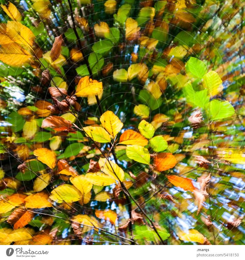 Stürmischer Herbst Jahreszeiten Natur Blatt Nahaufnahme farbenfroh Farbe Bewegungsunschärfe gelb grün orange abstrakt fallen Wind stürmisch Schönes Wetter