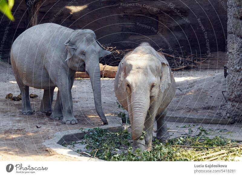 Zwei indische Elefanten, lateinisch Elephas maximus indicus, die in Gefangenschaft leben. Einer von ihnen ist in der Vorderansicht aufgenommen, wie er Zweige mit Blättern frisst, der andere ist in der Seitenansicht zu sehen.