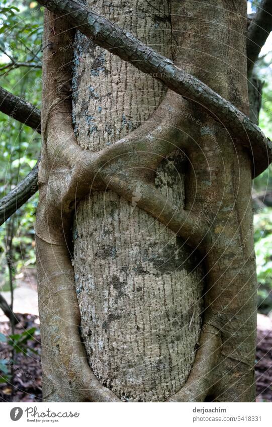 Umklammerung eines Baumes im Detail Baumstamm im Vordergrund Natur Tag Außenaufnahme natürlich Menschenleer Umwelt braun Farbfoto Baumrinde Nahaufnahme
