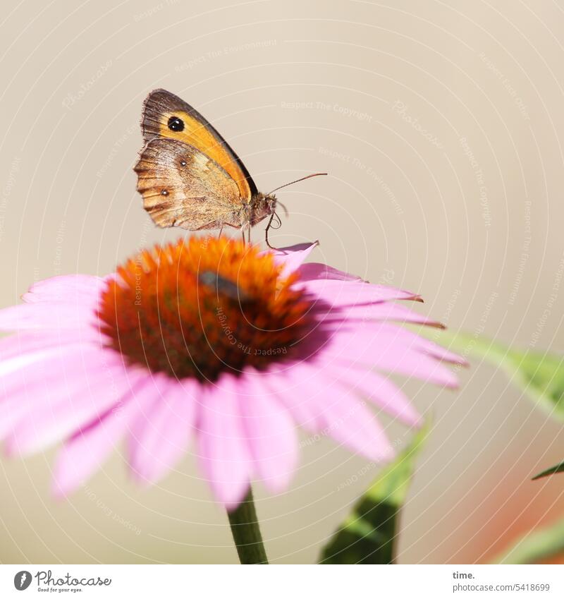 Kleines Wiesenvögelchen am Buffet Schmetterling Insekt Tier Natur Tagfalter Falter Blüte Nektar Nahrungsquelle Pflanze Garten Coenonympha pamphilus marginata