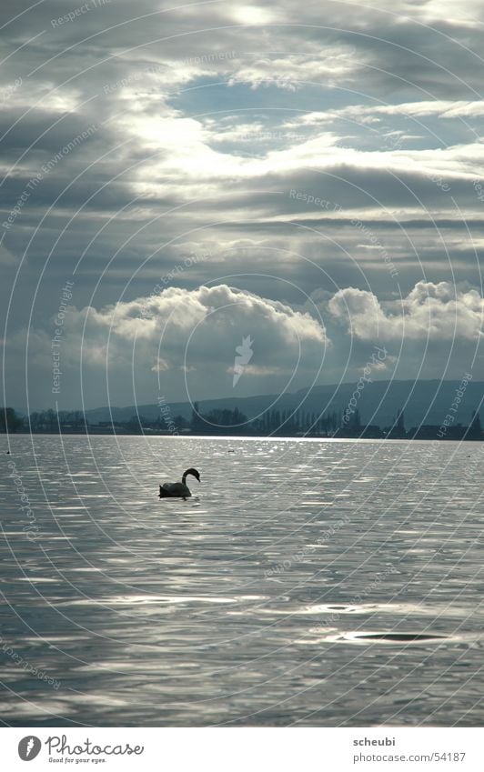 Schwan-en-seen See Stimmung Tier Wolken Licht Wasser Sonne